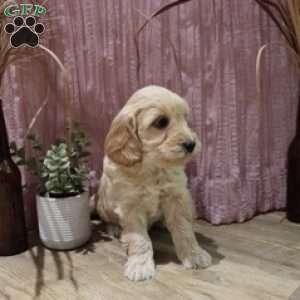 Macy, Mini Goldendoodle Puppy